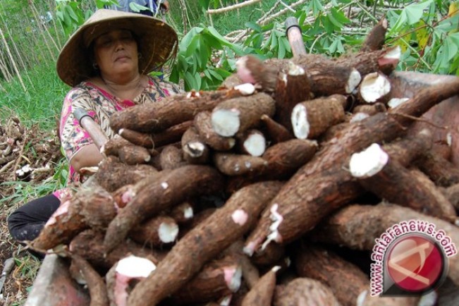 Salah satu petani singkong